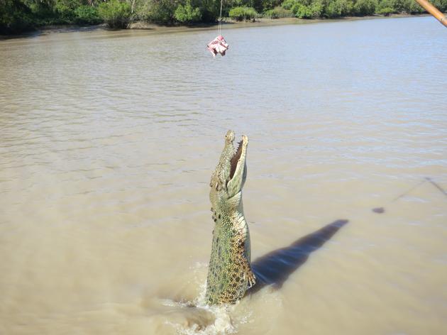 Jumping Croc