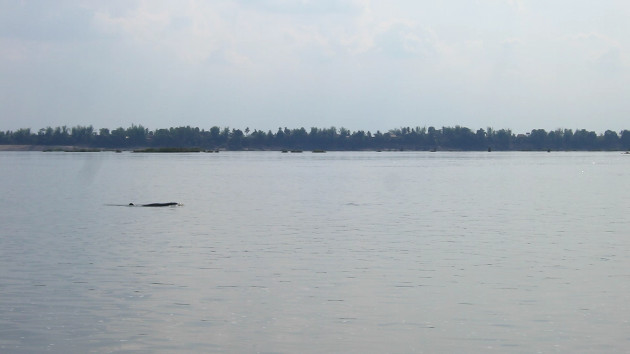 Irrawaddy Dolphin