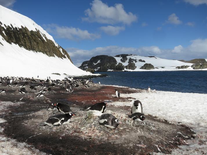 Penguins