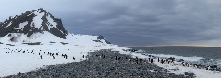 Penguins Highway