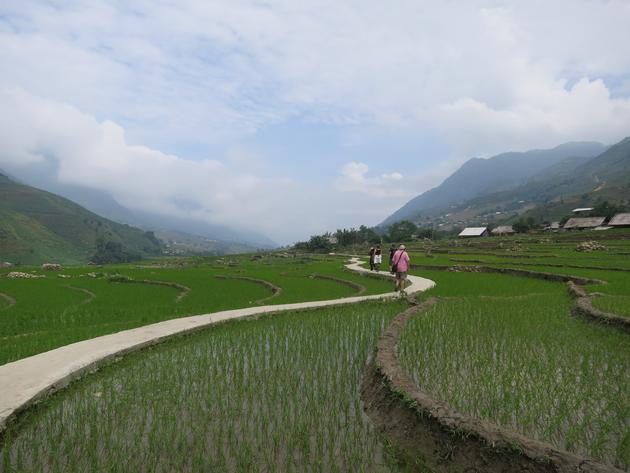 Path in rice paddies