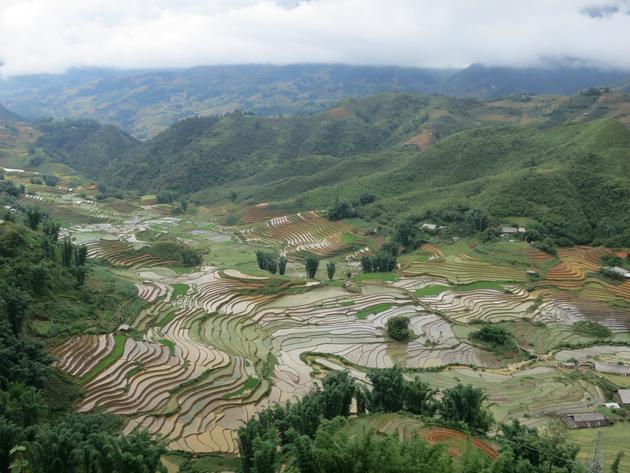 Rice paddies