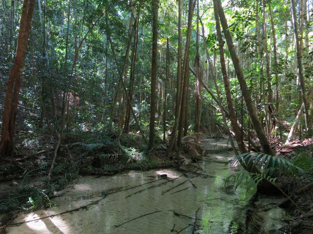 Wanggoolba creek