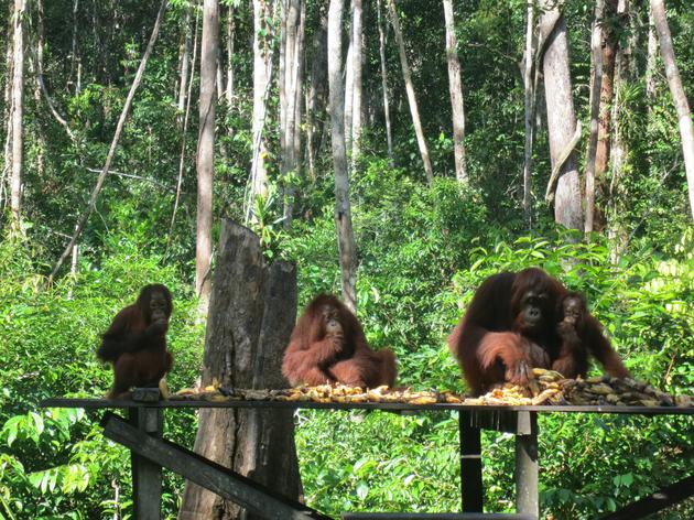 Camp Leakey