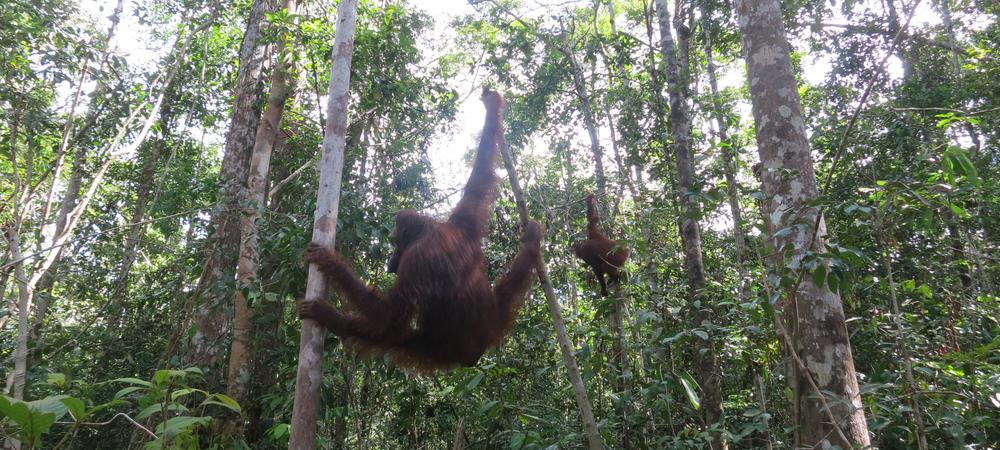 Incredible Encounter with Orangutan in Indonesia