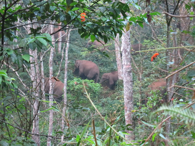 Elephants