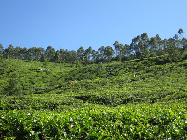 Tea plantation