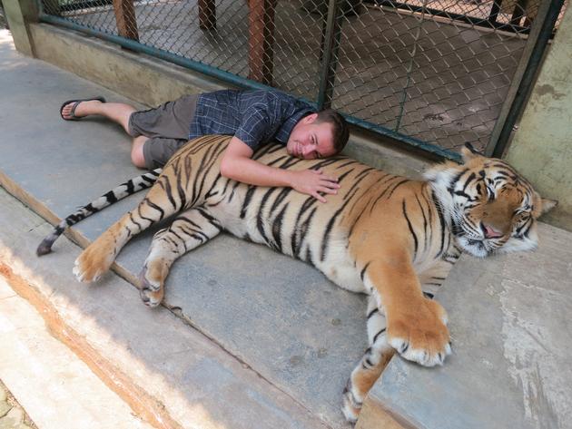 Lying down with a tiger
