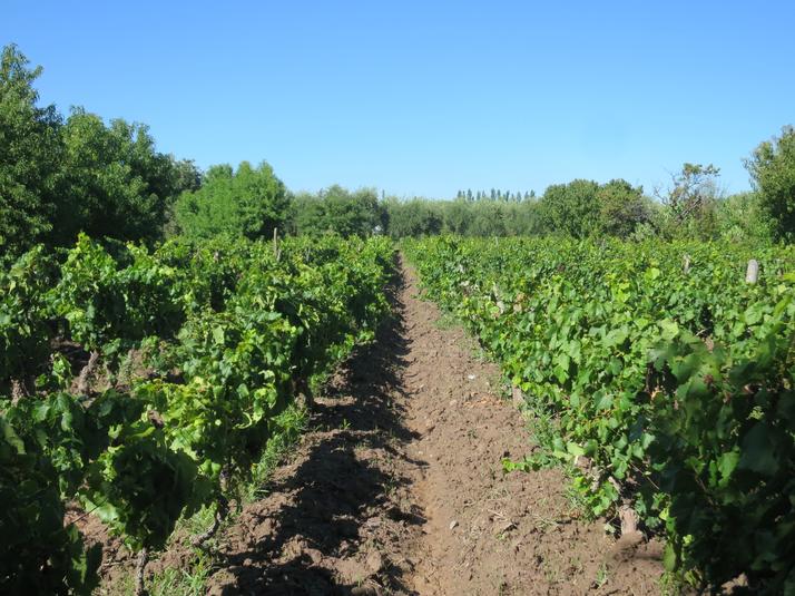 Vineyards